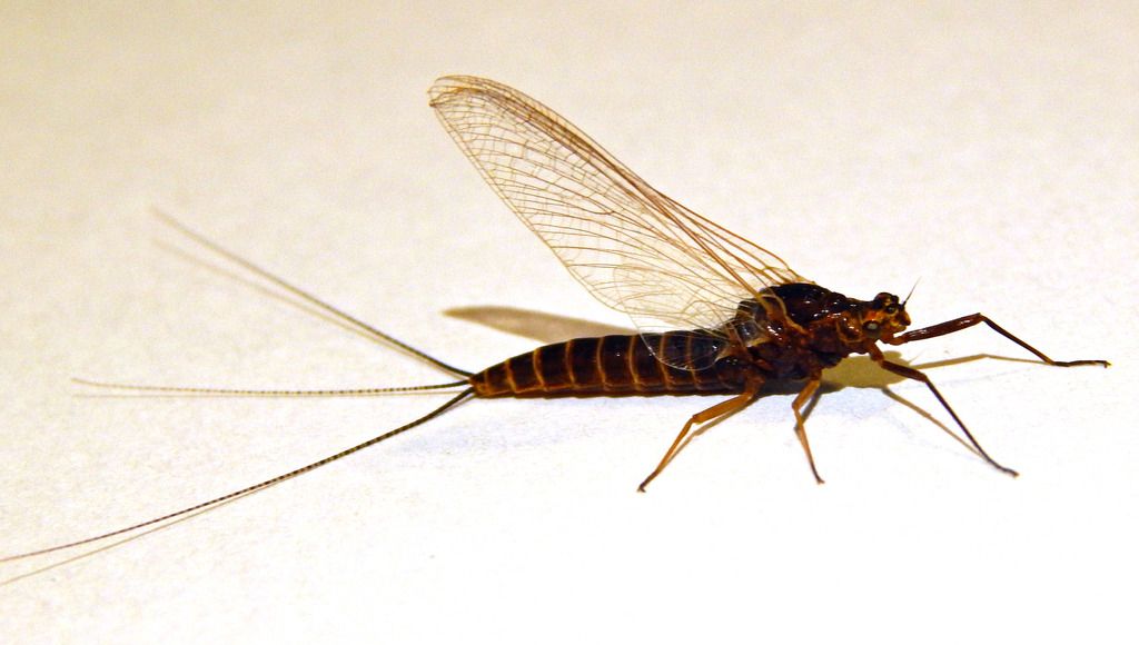 Today's Hatch Entomology Fly Tying