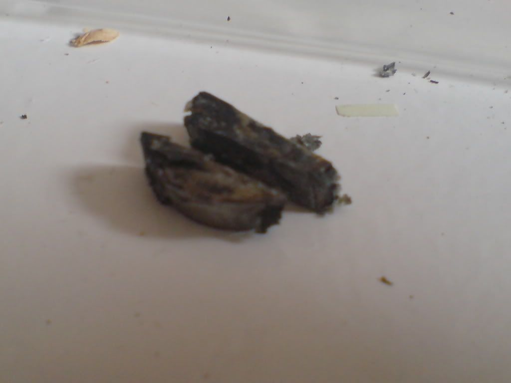 DSC01505.jpg