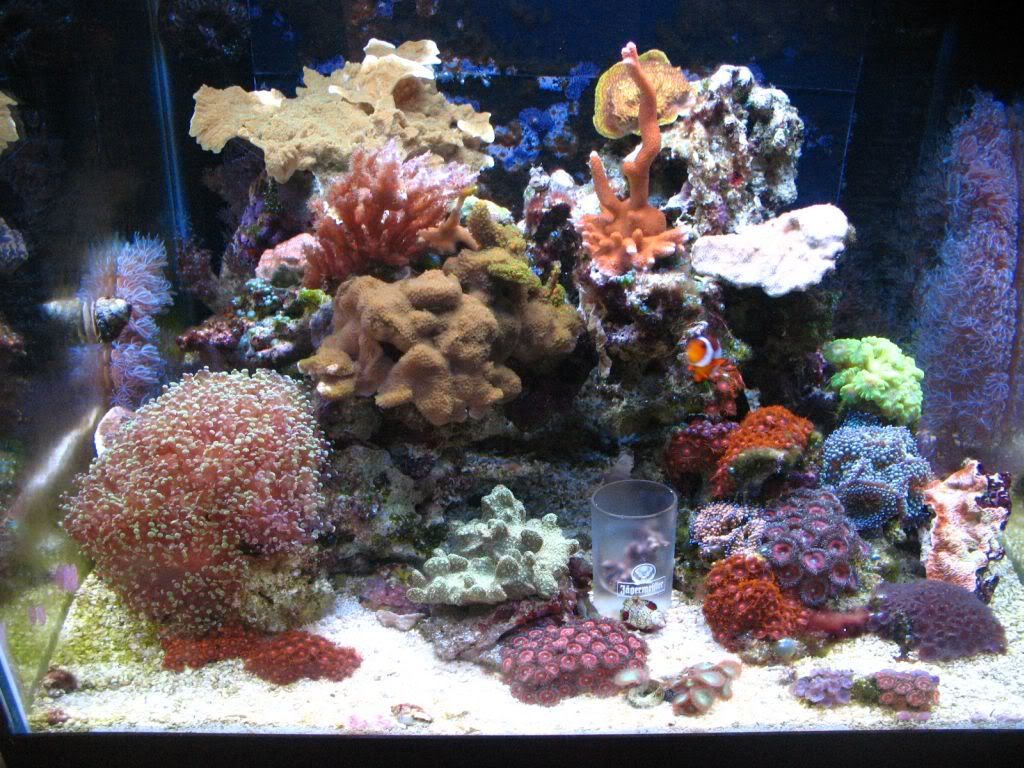 IMG 0018 - Reefermike's 45 shallowcube