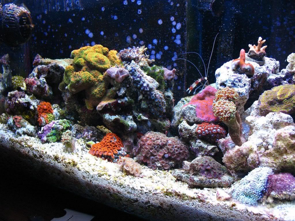 IMG 0682 1 - Reefermike's 45 shallowcube
