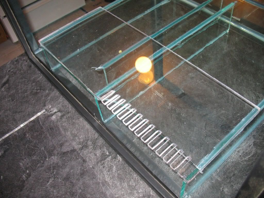 IMG 0759 - Reefermike's 45 shallowcube