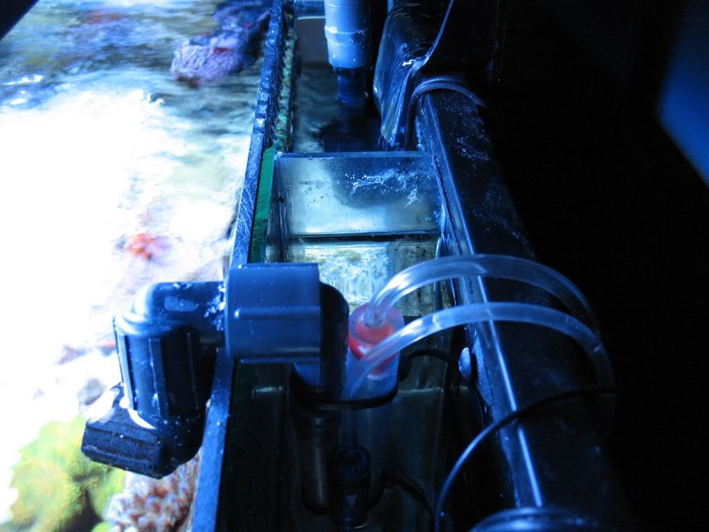 sump2 - Reefermike's 45 shallowcube