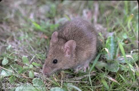house_mouse_uc.jpg?t=1309042266