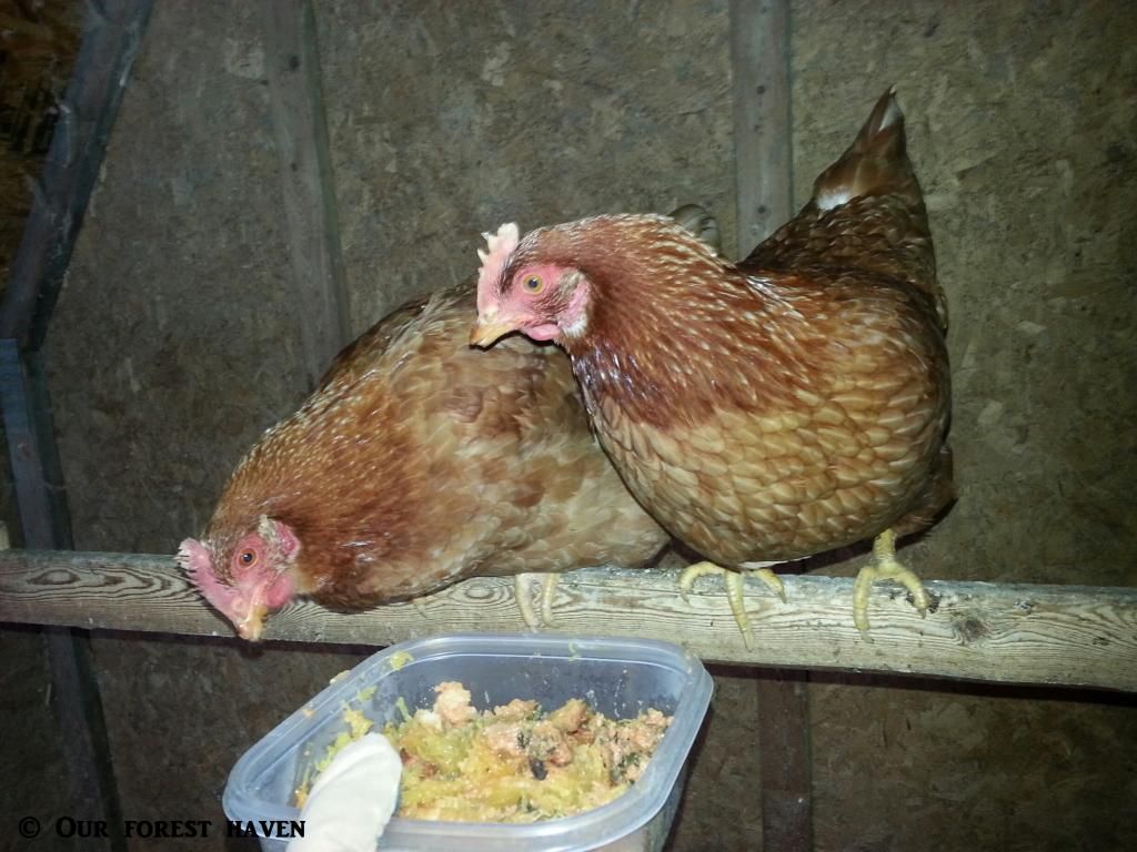  photo chickensquashblog_zps403857df.jpg