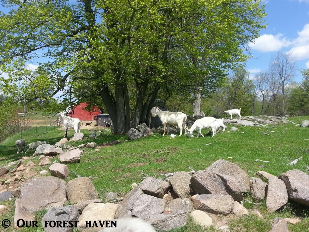  photo goats1blog_zpsb45fe175.jpg