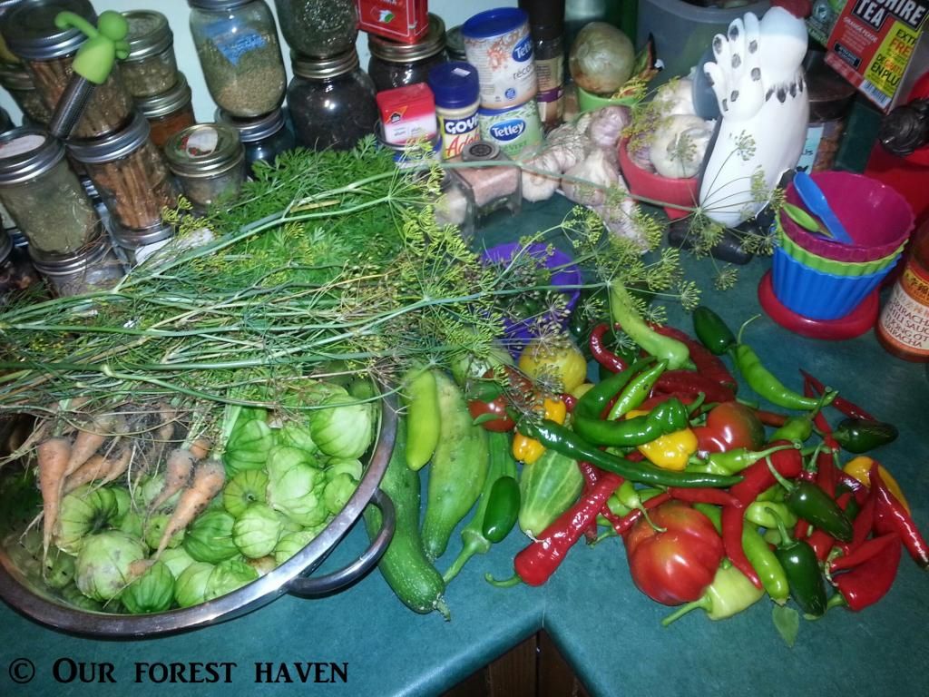  photo harvest1blog_zpsdb4ca7f9.jpg