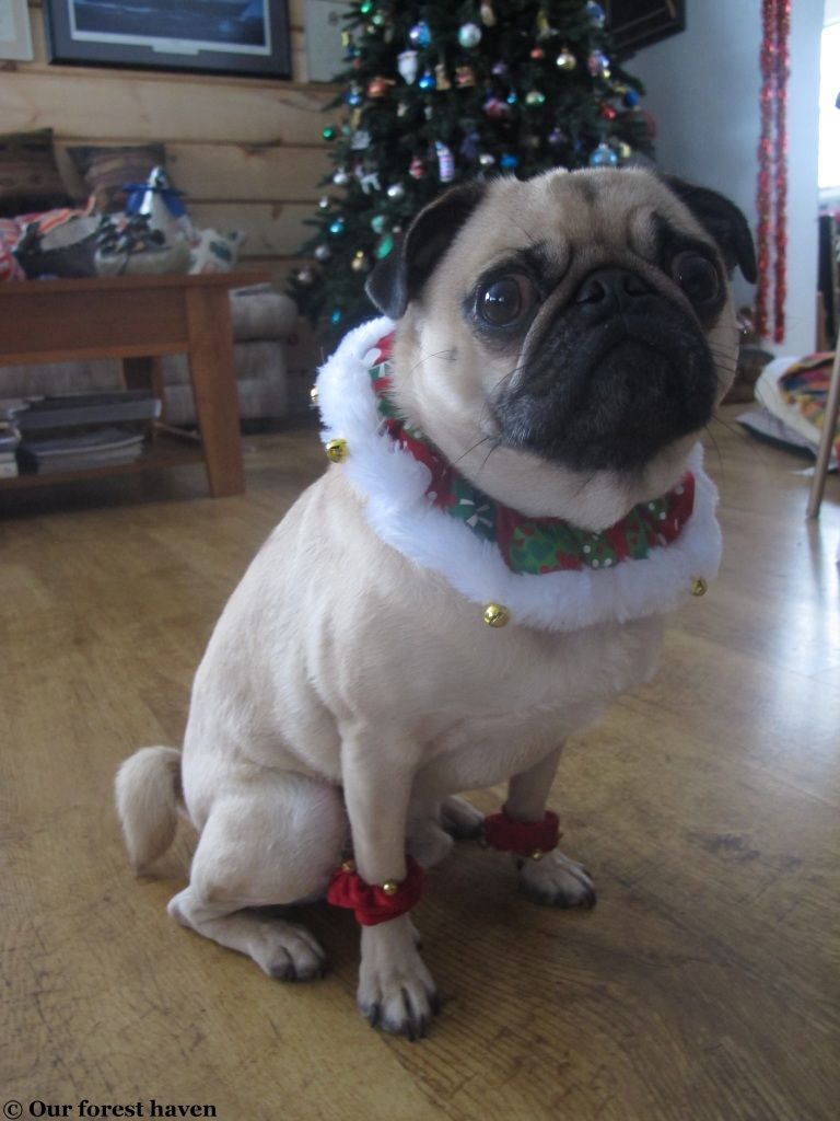  photo xmaspug_zps4c53ebc4.jpg