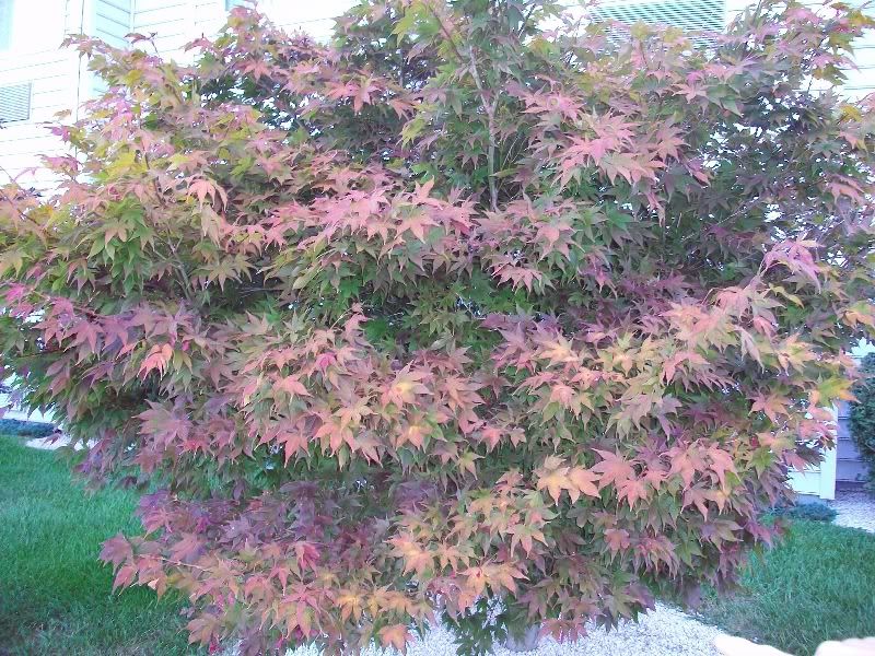 laceleaf japanese maple bonsai. japanese maple leaf tree.
