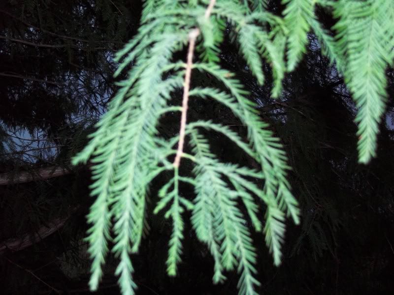 Bald Cypress Leaf