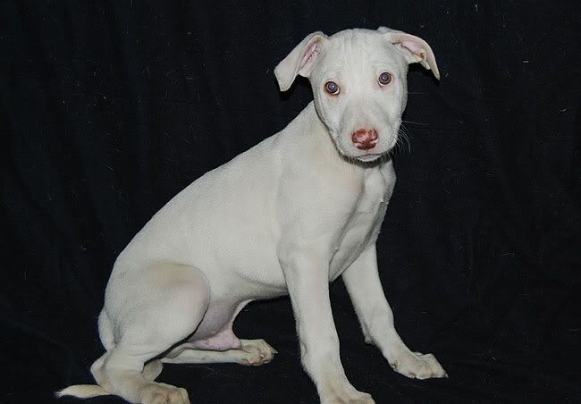 dogpup1.jpg