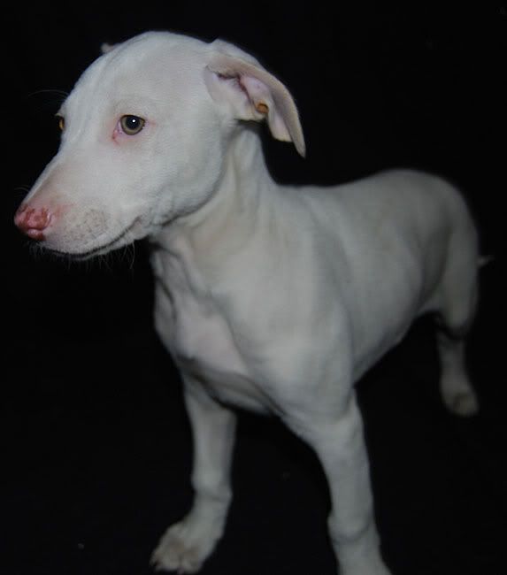 dogpup2.jpg