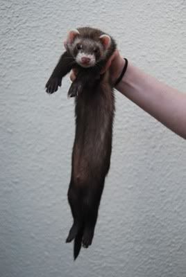 ferret1.jpg