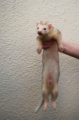 ferret2.jpg