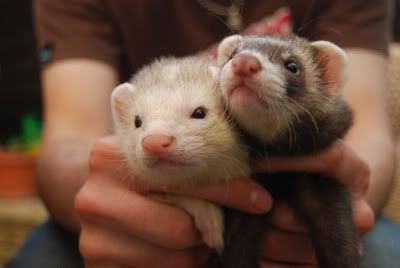 ferret3.jpg