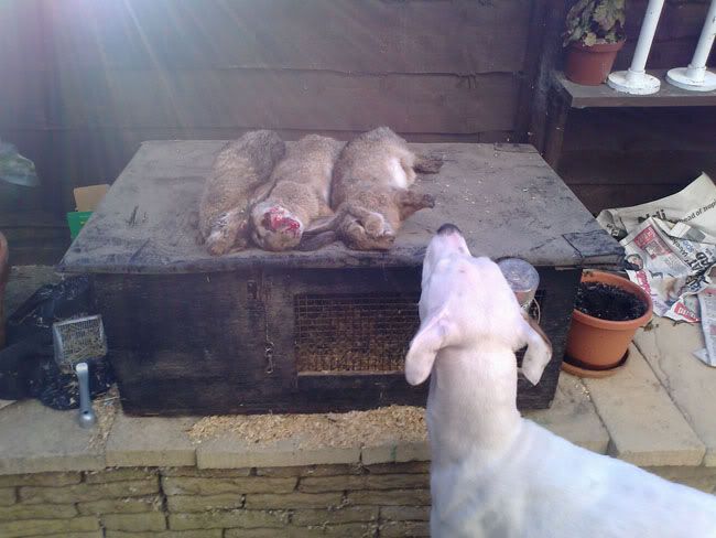 ferreting_7.jpg