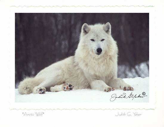 Wolf Arctic