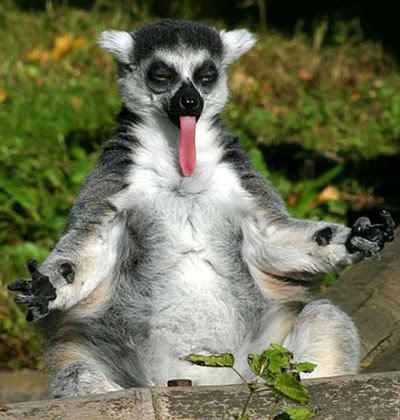 Silly Lemur
