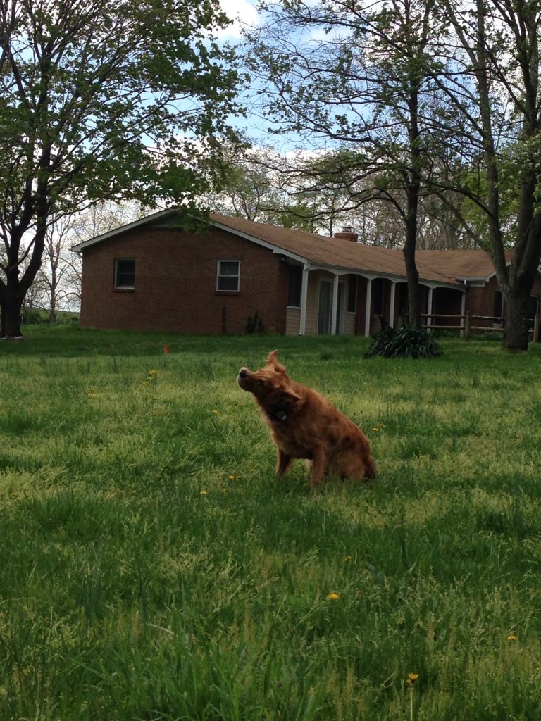Mice in water troughs - Homesteading Questions