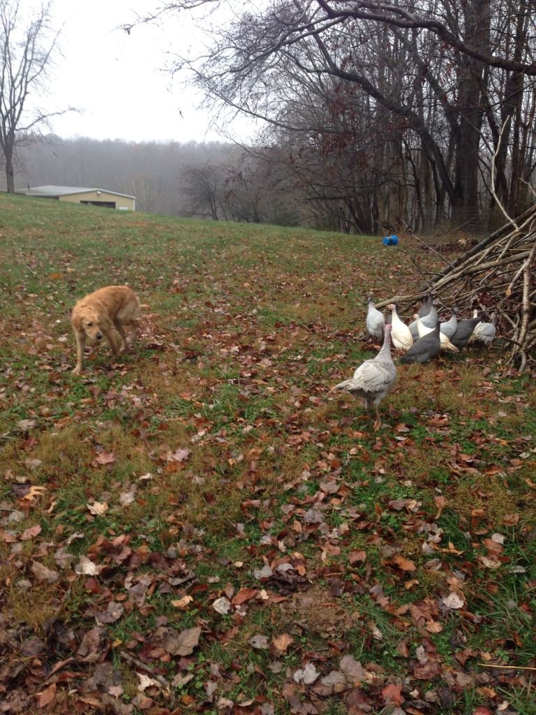 Uh-oh turkey shortage! - Homesteading Questions