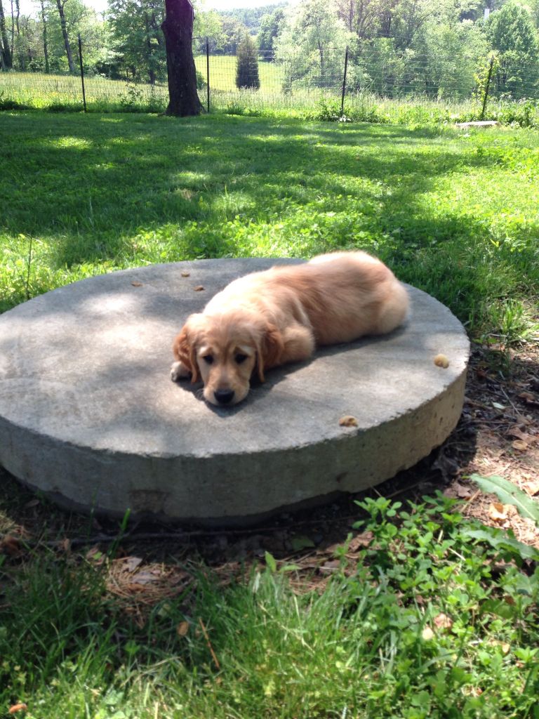 Mice in water troughs - Homesteading Questions