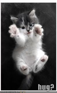 funny-pictures-kitten-hug-1.jpg
