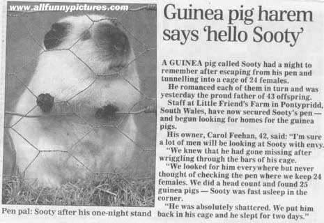 guinea-pig.jpg