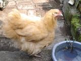 DSC01423-1.jpg