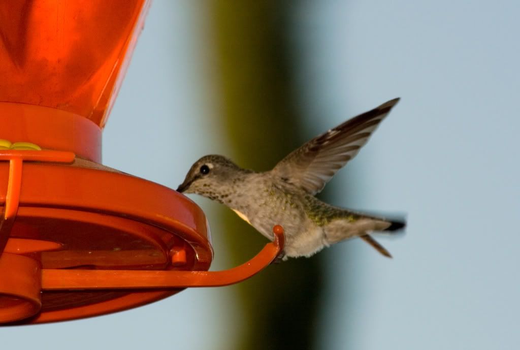 IMAGE: http://i295.photobucket.com/albums/mm129/adelanto100/1.jpg