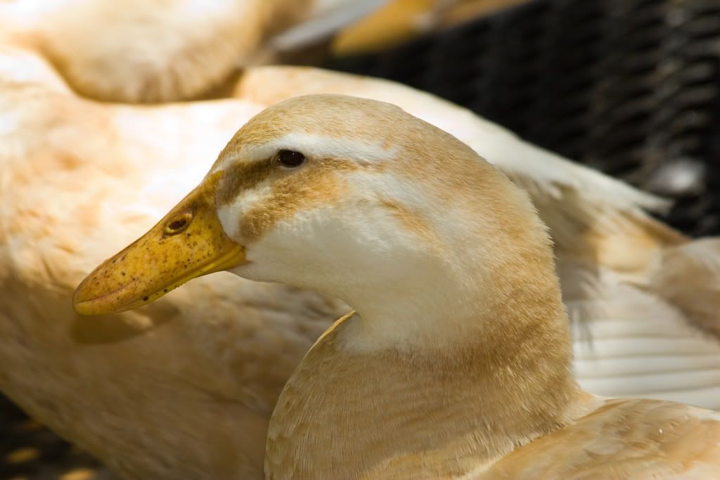 IMAGE: http://i295.photobucket.com/albums/mm129/adelanto100/2.jpg