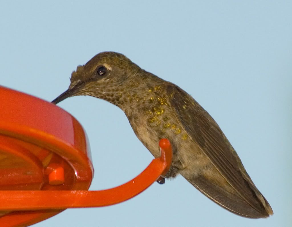 IMAGE: http://i295.photobucket.com/albums/mm129/adelanto100/3-1.jpg