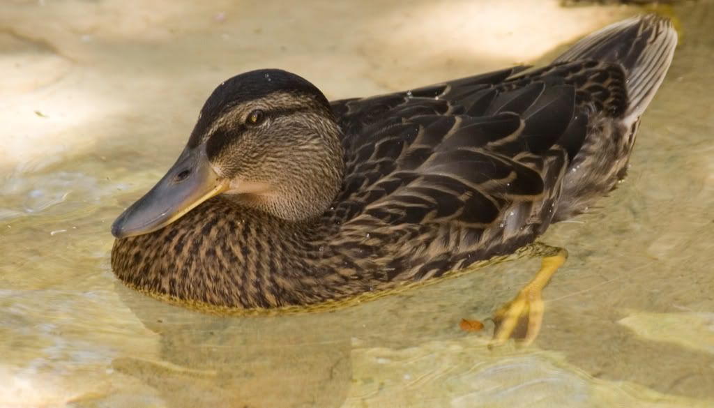 IMAGE: http://i295.photobucket.com/albums/mm129/adelanto100/3.jpg