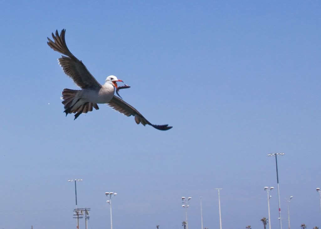 IMAGE: http://i295.photobucket.com/albums/mm129/adelanto100/319.jpg