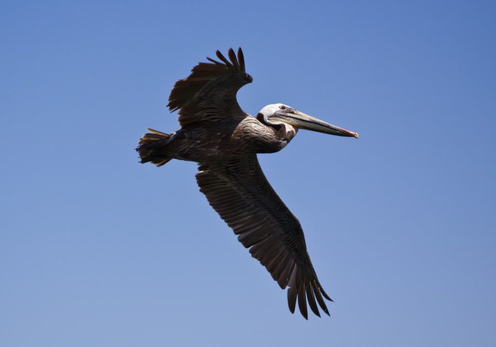 IMAGE: http://i295.photobucket.com/albums/mm129/adelanto100/43-2.jpg