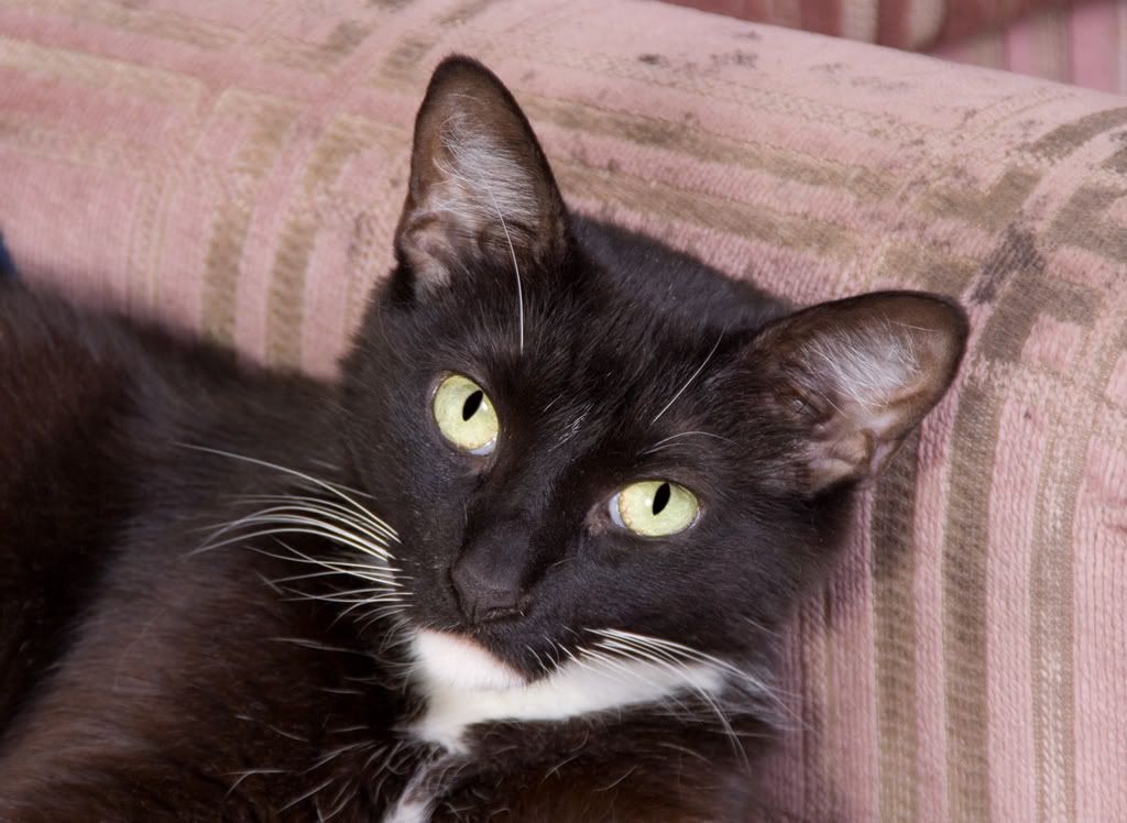 IMAGE: http://i295.photobucket.com/albums/mm129/adelanto100/IMG_0008.jpg