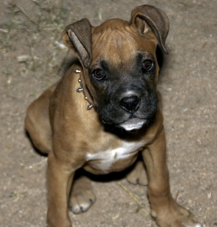 IMAGE: http://i295.photobucket.com/albums/mm129/adelanto100/_MG_0033-1.jpg