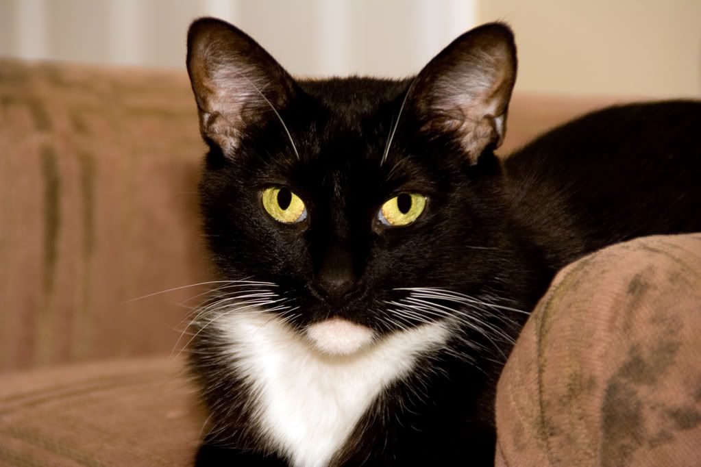 IMAGE: http://i295.photobucket.com/albums/mm129/adelanto100/amber2.jpg