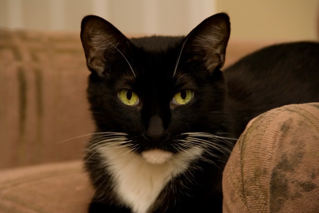 IMAGE: http://i295.photobucket.com/albums/mm129/adelanto100/amber3.jpg