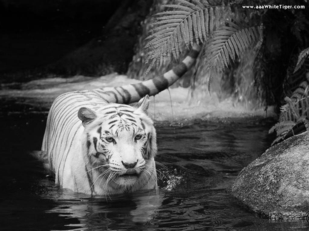 white tiger wallpaper. white-tiger-waterfall-