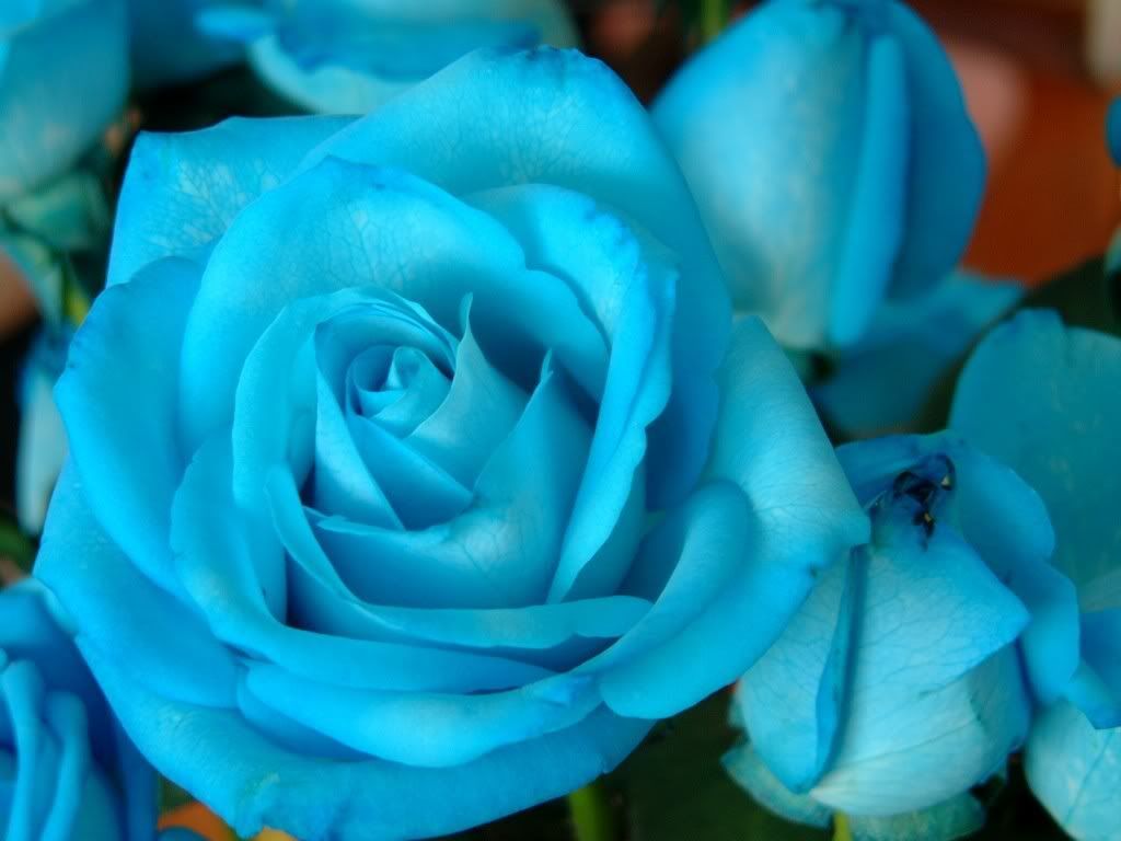 Blue rose Pictures, Images and Photos