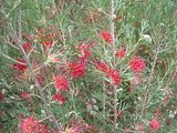 Grevillea Winpara Gem