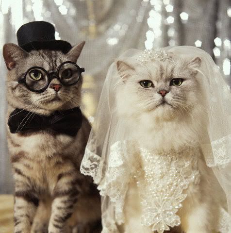 weddingcats.jpg