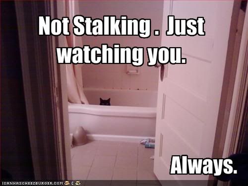 Stalker photo: Notz de stalka!! funny-pictures-cat-watches-you.jpg