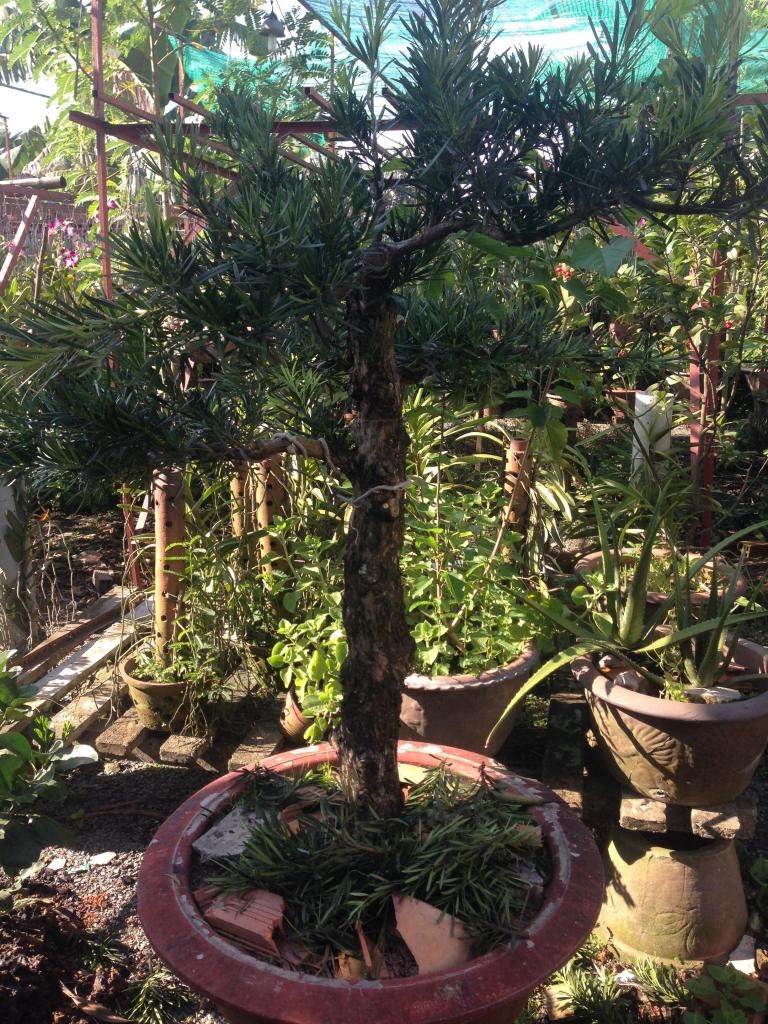 Đủ Loại Cây Cho Ae Lựa Chọn Đây - 24