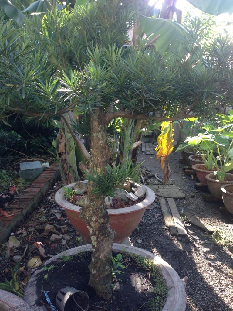 Đủ Loại Cây Cho Ae Lựa Chọn Đây - 23