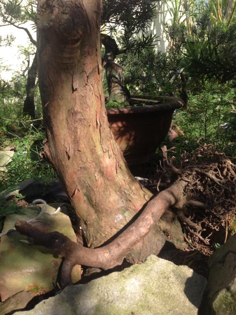 Đủ Loại Cây Cho Ae Lựa Chọn Đây - 20