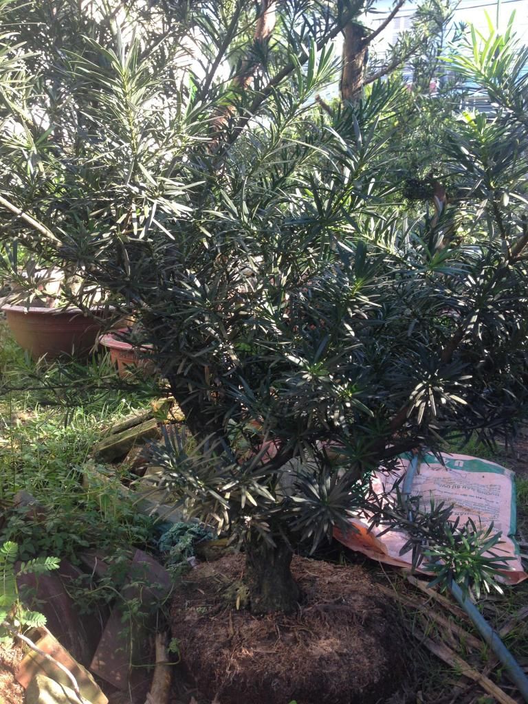 Đủ Loại Cây Cho Ae Lựa Chọn Đây - 19