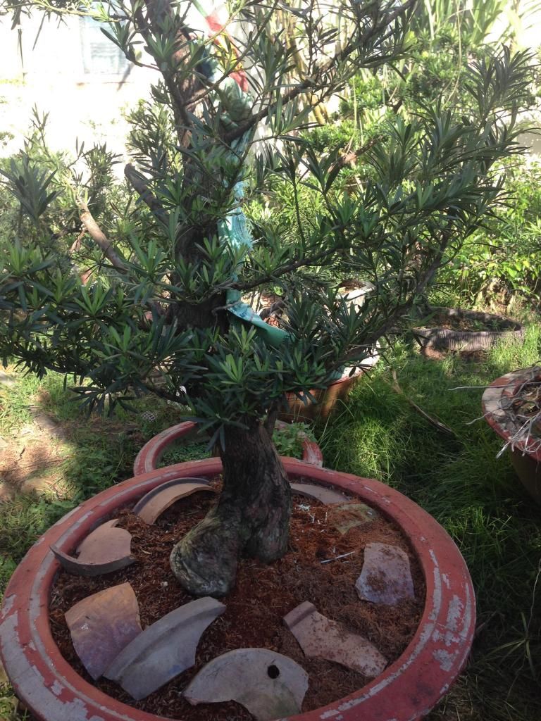 Đủ Loại Cây Cho Ae Lựa Chọn Đây - 18