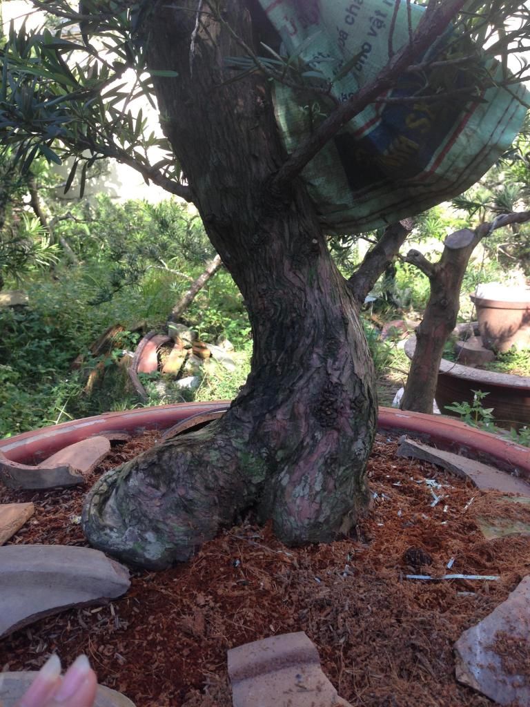 Đủ Loại Cây Cho Ae Lựa Chọn Đây - 17