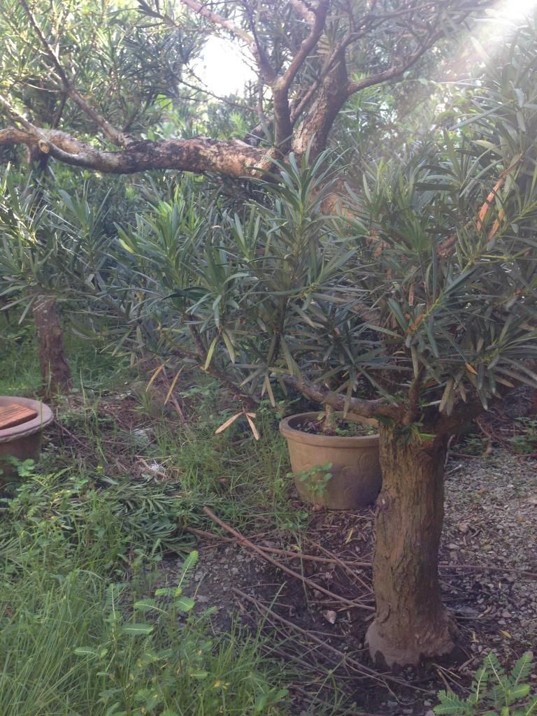 Đủ Loại Cây Cho Ae Lựa Chọn Đây - 16