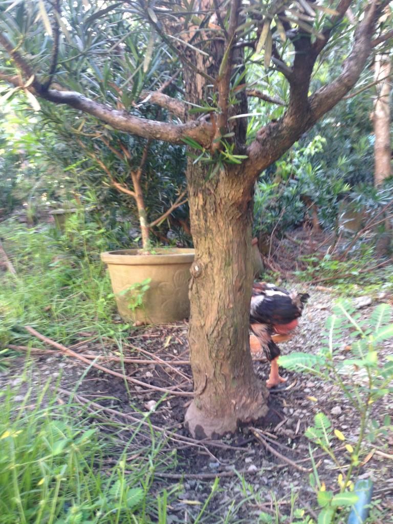 Đủ Loại Cây Cho Ae Lựa Chọn Đây - 15